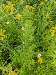 Symphyotrichum lanceolatum lanceolatum