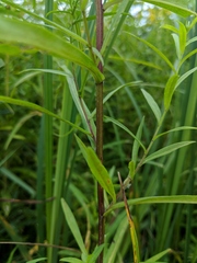 Symphyotrichum lanceolatum lanceolatum