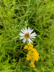 Symphyotrichum lanceolatum lanceolatum