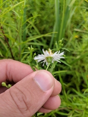 Symphyotrichum lanceolatum lanceolatum