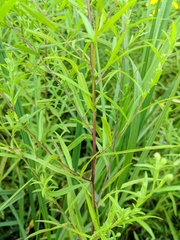 Symphyotrichum lanceolatum lanceolatum