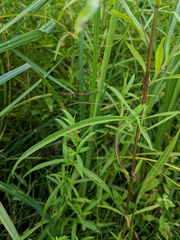 Symphyotrichum lanceolatum lanceolatum
