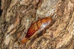 Drymaplaneta heydeniana