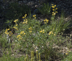 Lupinus croceus