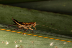 Drymaplaneta heydeniana