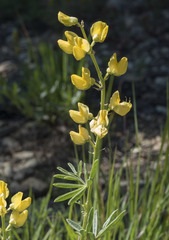 Lupinus croceus