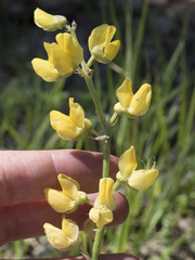 Lupinus croceus