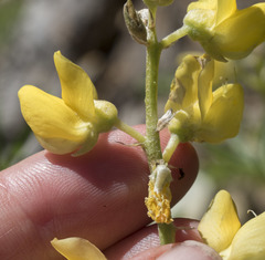 Lupinus croceus