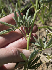 Lupinus croceus