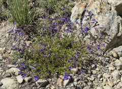 Penstemon roezlii