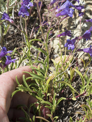 Penstemon roezlii
