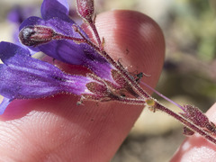 Penstemon roezlii