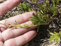 Penstemon roezlii