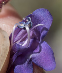 Penstemon roezlii