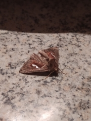 Macdunnoughia confusa