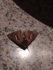 Macdunnoughia confusa