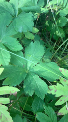 Saniculeae