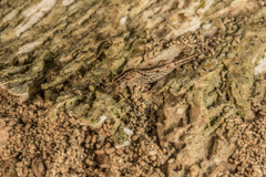 Nesomachilis