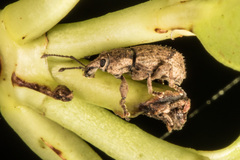 Chalepistes compressus