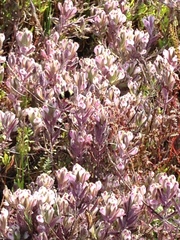 Chloropyron maritimum maritimum
