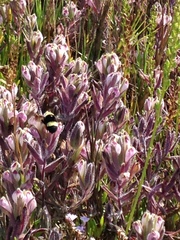 Chloropyron maritimum maritimum