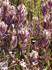 Chloropyron maritimum maritimum