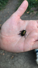 Geotrupes splendidus