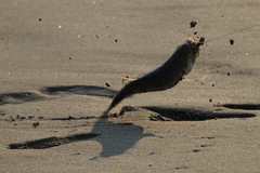 Caranx caninus