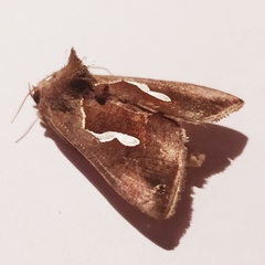 Macdunnoughia confusa