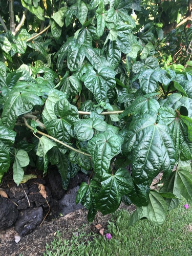 Abelmoschus, 2020-08-23