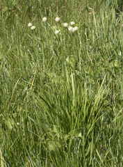 Triantha occidentalis occidentalis