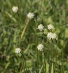 Triantha occidentalis occidentalis