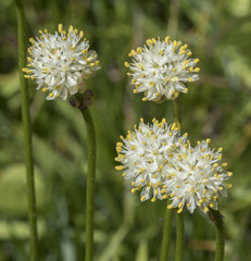 Triantha occidentalis occidentalis