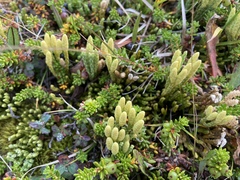 Diphasiastrum alpinum