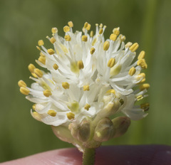 Triantha occidentalis occidentalis