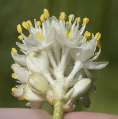 Triantha occidentalis occidentalis