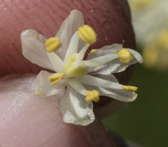 Triantha occidentalis occidentalis