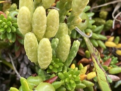 Diphasiastrum alpinum