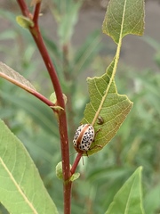 Calligrapha verrucosa