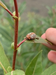 Calligrapha verrucosa