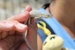 Urosaurus graciosus