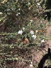 Olearia microphylla