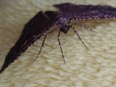 Disclisioprocta stellata