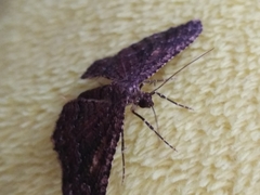 Disclisioprocta stellata