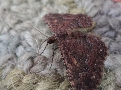 Disclisioprocta stellata