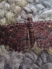 Disclisioprocta stellata