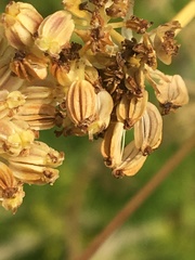 Cnidium cnidiifolium
