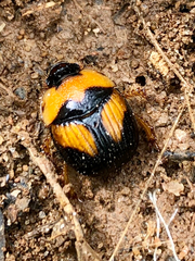 Bolbocerosoma farctum