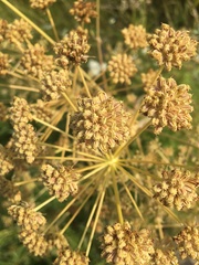 Cnidium cnidiifolium