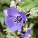 Flor Azul de Fiesta - Photo (c) Mike Baird, algunos derechos reservados (CC BY)